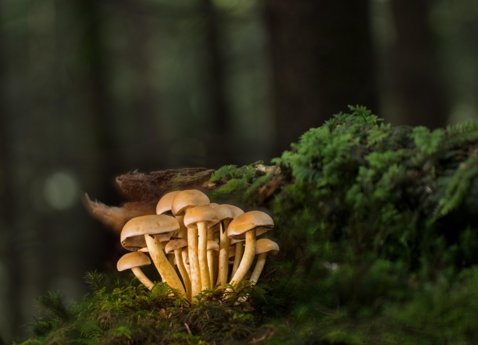 Bild mit mehreren Pilzen im Wald