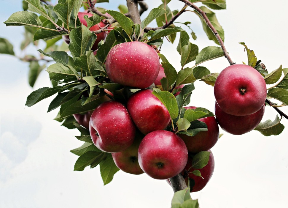 Rote Äpfel am Zweig