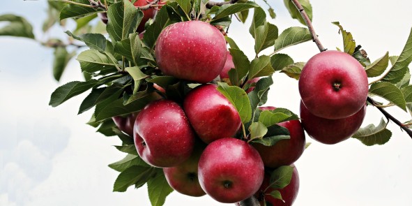 Rote Äpfel am Zweig